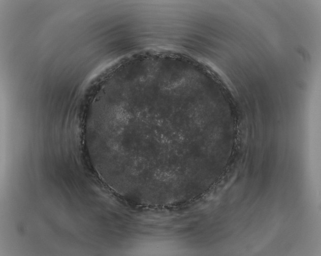 X0000113880919200910081743