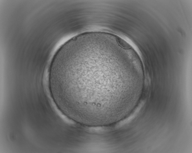 X0000113881053200910081743