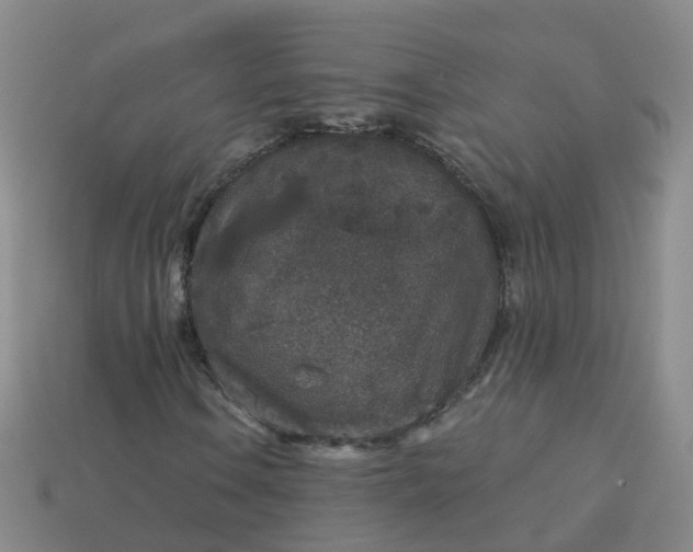 X0000113881106200910081741