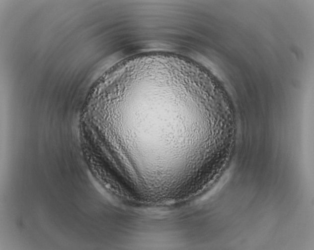 X0000113881137200910081741