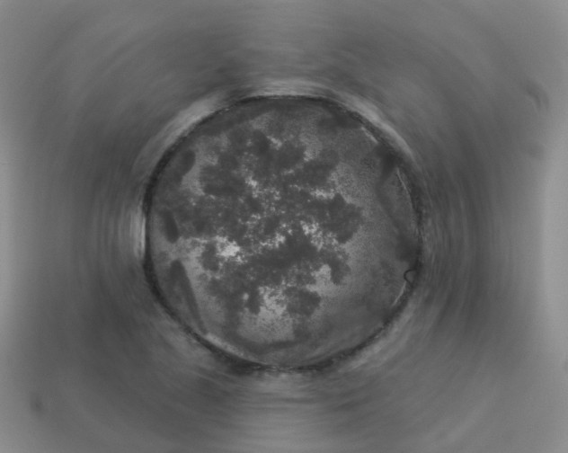 X0000113881221200910081740