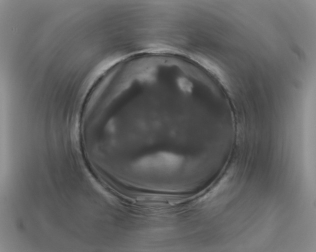 X0000113881231200910081740