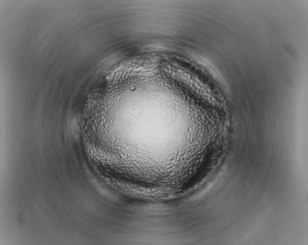 X0000113881233200910081740