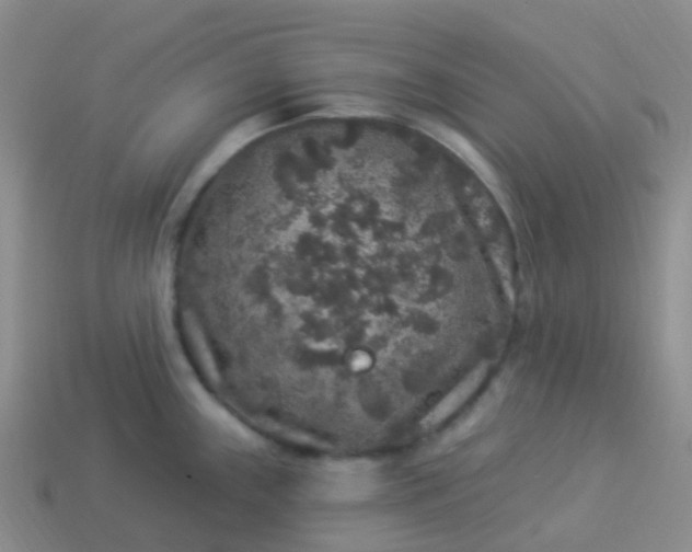 X0000113881243200910081740