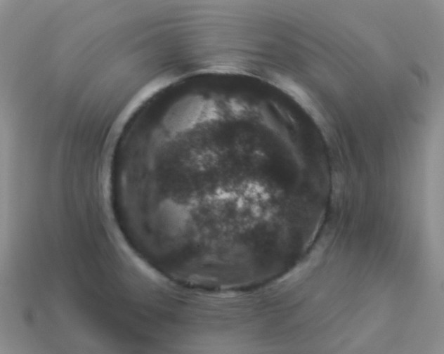 X0000113881331200910081739