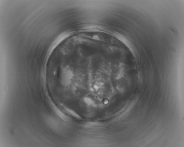 X0000113881482200910081737