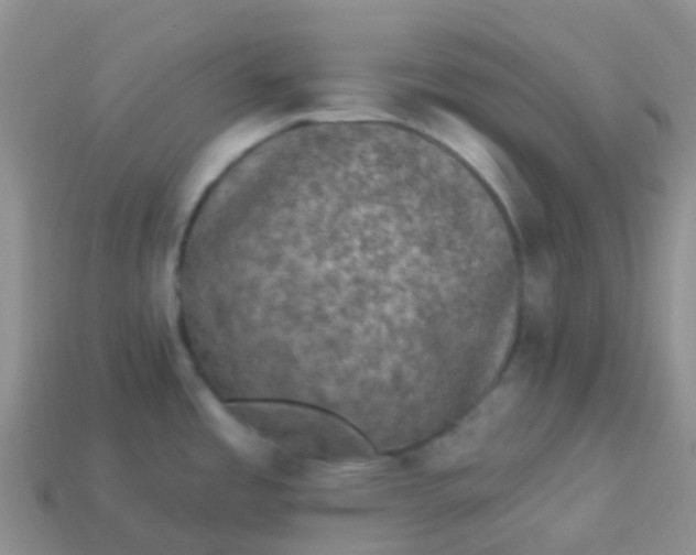 X0000113881485200910081737