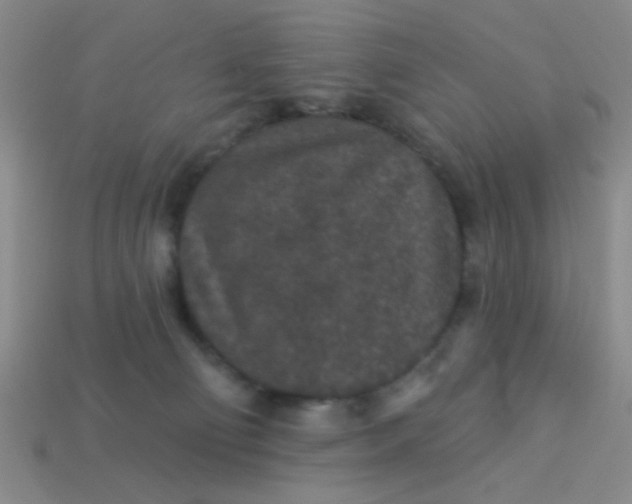 X0000113880130200910151321