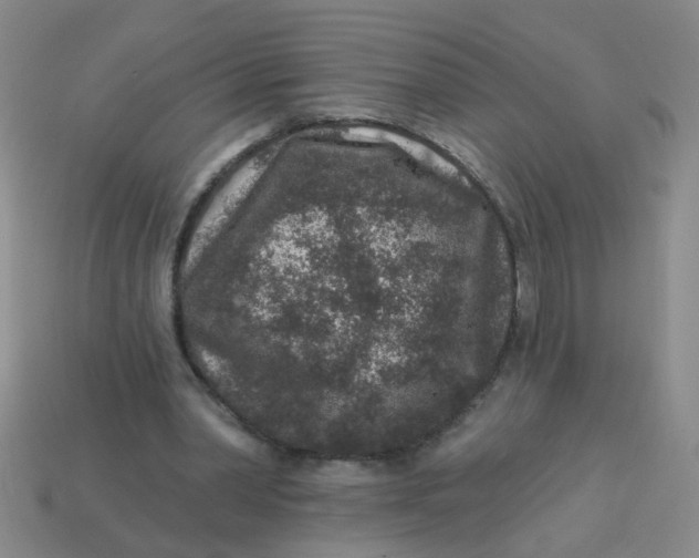 X0000113880390200910151318