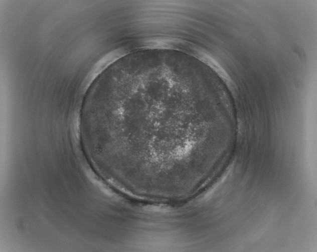 X0000113880994200910151309