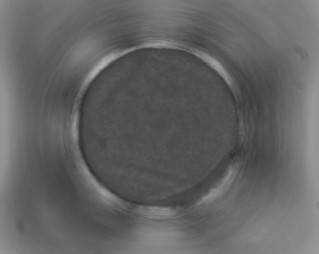 X0000113881007200910151309