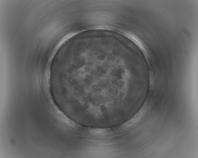 X0000113881048200910151309