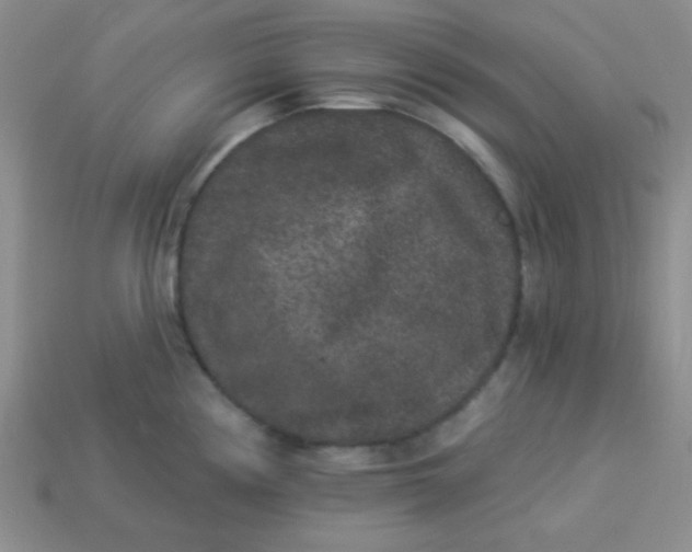 X0000113881194200910151306