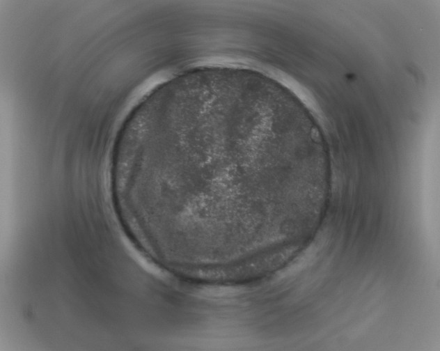 X0000113881237200910151306