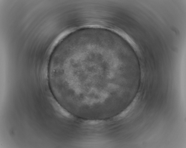 X0000113881240200910151306