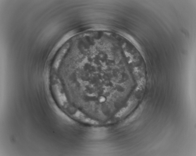 X0000113881243200910151306