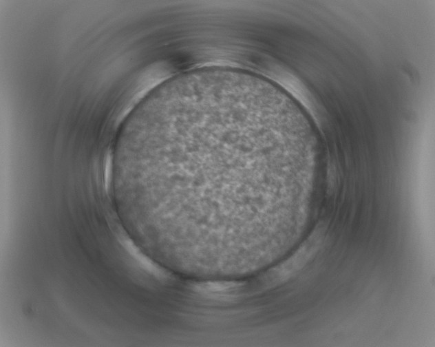 X0000113881290200910151305