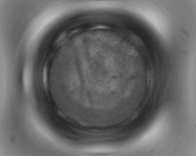 X0000113881439200910151303