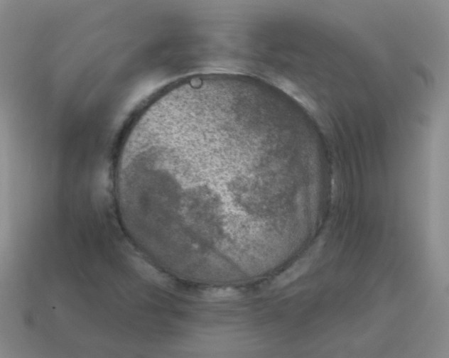 X0000113881454200910151302