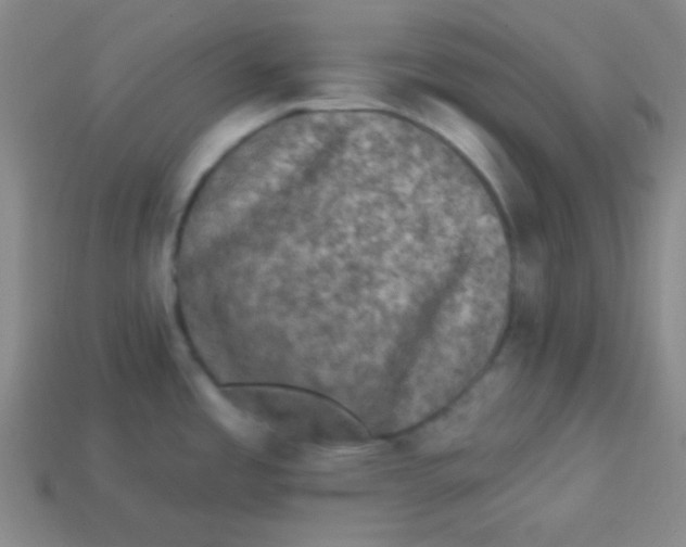 X0000113881485200910151302