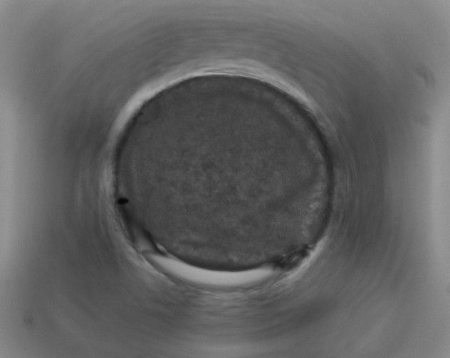 X0000113881506200910151301