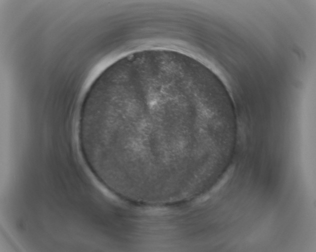 X0000113881525200910151302