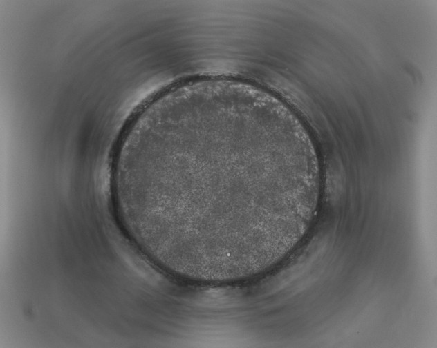 X0000113880584200910221358