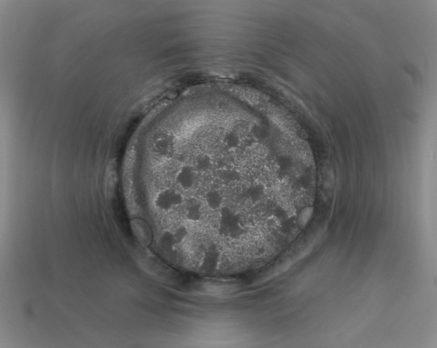 X0000113880707200910221356