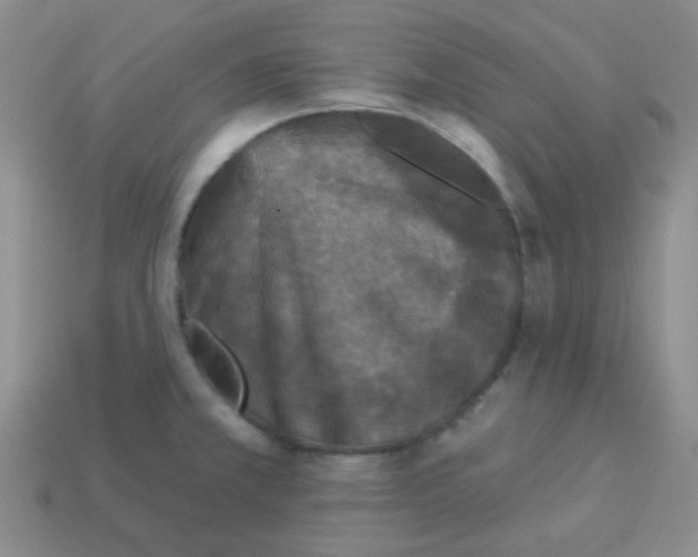 X0000113881381200910221347