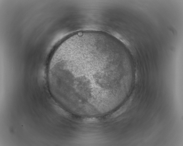 X0000113881454200910221345