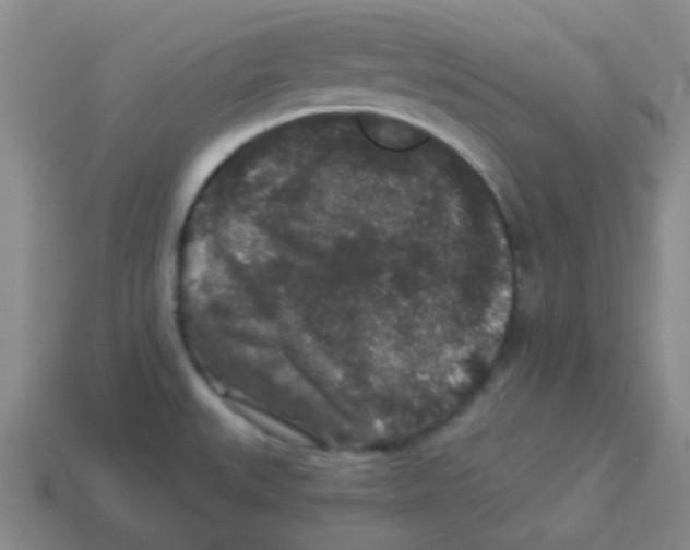 X0000113881527200910221345