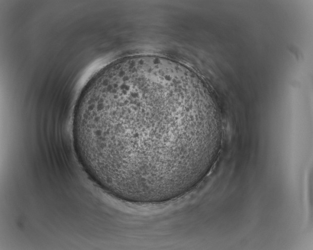 X0000113890006200910081817