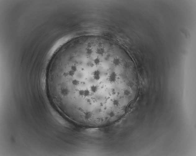 X0000113890054200910081816