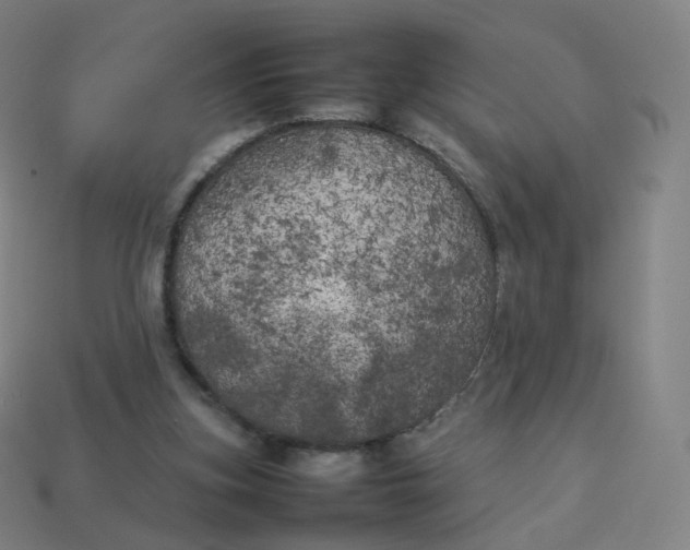 X0000113890155200910081815