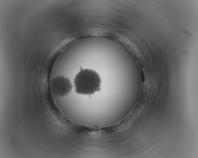 X0000113890306200910081814