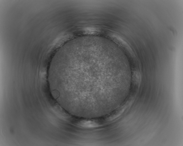 X0000113890557200910081810