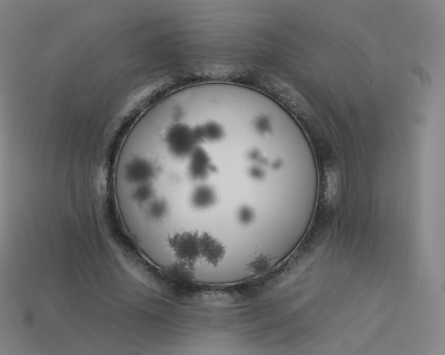 X0000113890636200910081809