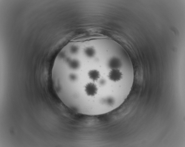 X0000113890424200910221421