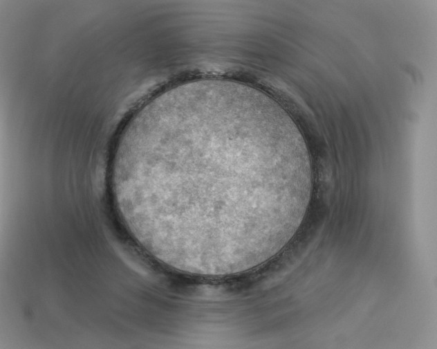 X0000113900496200910221441