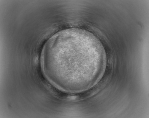 X0000113900610200910221440