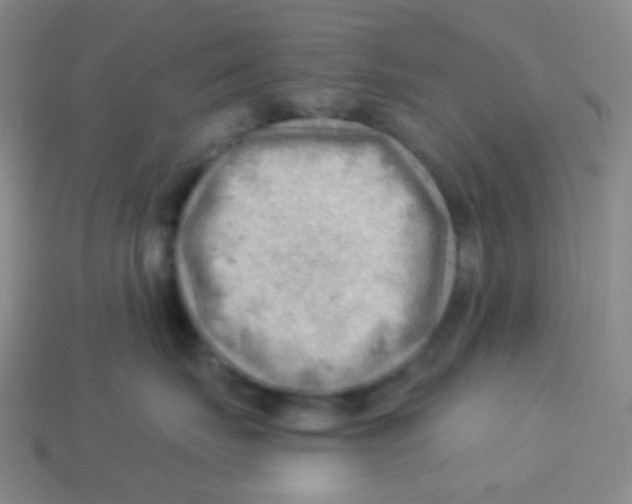 X0000113900671200910221439