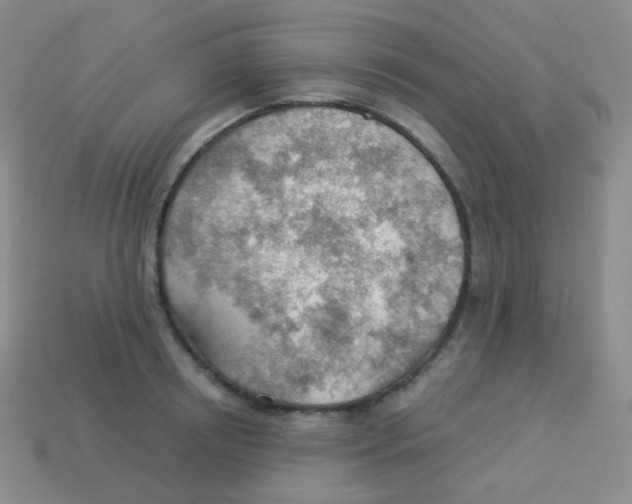 X0000113900850200910221437