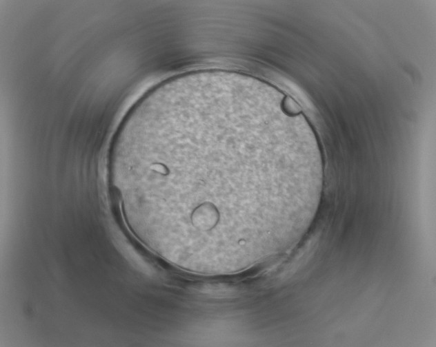 X0000113900907200910221436