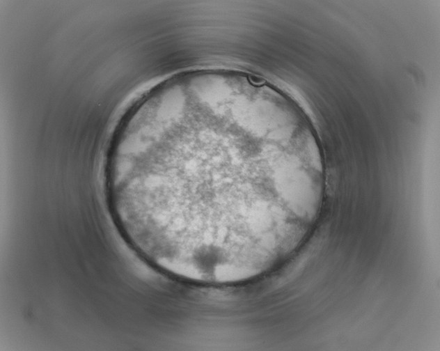 X0000113900995200910221435