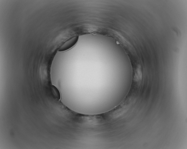 X0000113910524200910081852