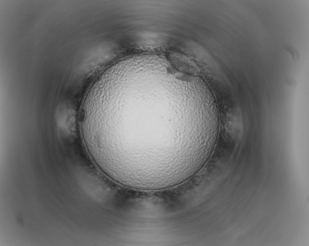 X0000113910696200910081850