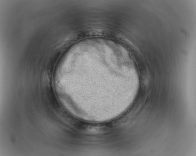 X0000113910661200910151419