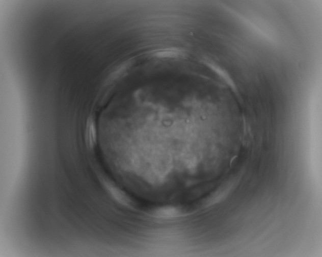 X0000113920061200910011520