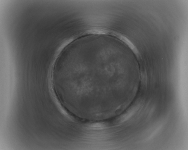 X0000113920433200910011515