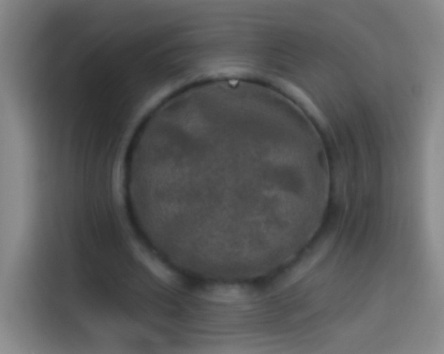 X0000113920439200910011515